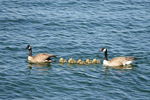 goldengardens4-20-15 414