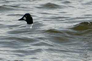 What a breeze can do to ruin your day.