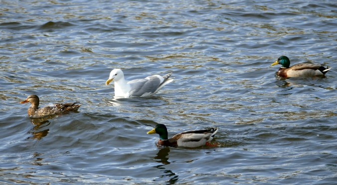 Seagull and duck water ballet