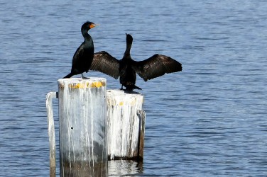 double-crested cormorants at matthews beach in seattle