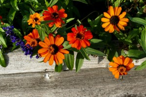 magnuson park community garden