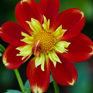 dahlia at volunteer park