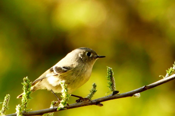 415-2015 081_20160522013841581