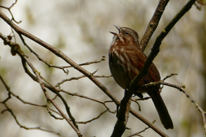 logboomouting4-2-2015 034