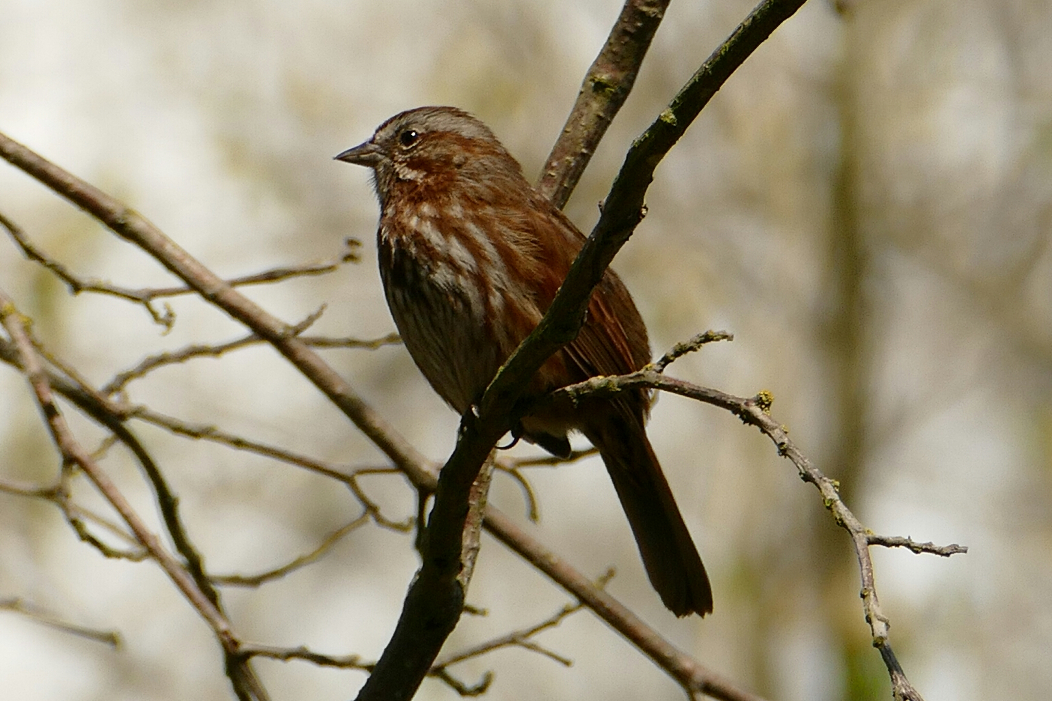 Roomy/song sparrow：美品CD Song Sparrow | Park Preview