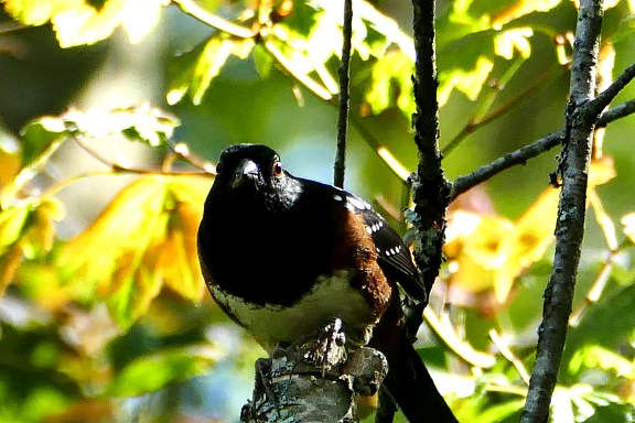 volunteer9-29-15 187