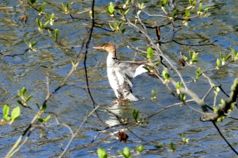 birds at commodore park in seattle