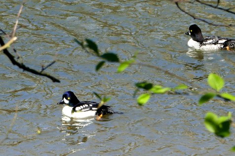 birds in seattle at commodore park