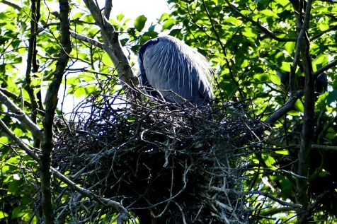 great blue heron nesting in commodore park seattle