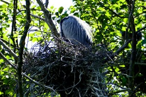 great blue heron nesting in commodore park seattle