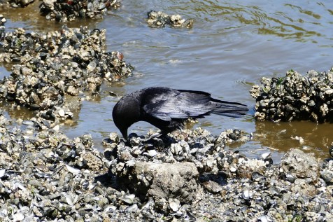 birds in seattle at commodore park
