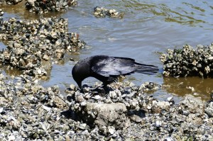 birds in seattle at commodore park