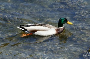birds in seattle at commodore park