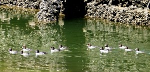 barrow's goldeneye commodore park seattle