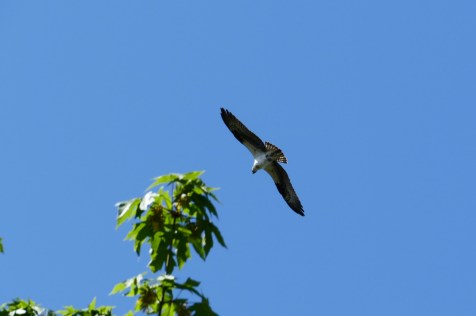 osprey at commodore park seattle
