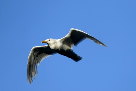 seagulls at commodore park seattle