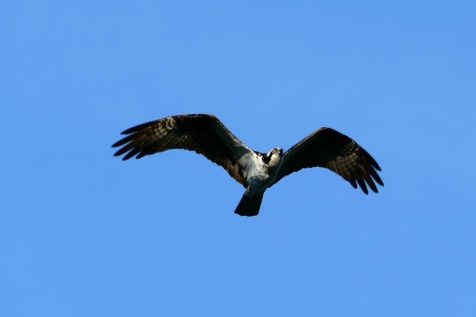 osprey in seattle at commodore park
