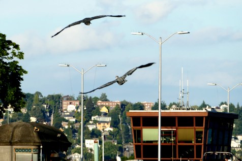 great blue herons at ballard locks in seattle