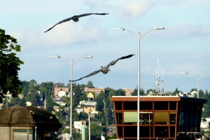 great blue herons at ballard locks in seattle