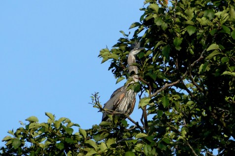 great blue heron colony at commodore park seattle