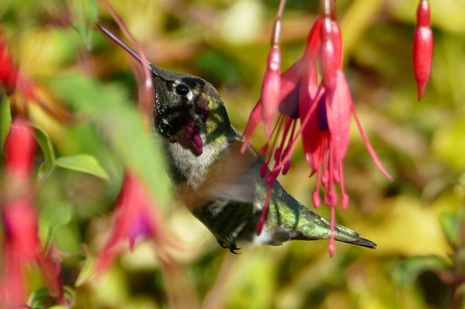 magnusongardens11-4-15 080