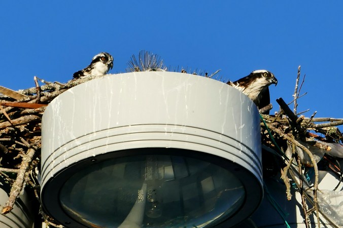 osprey nest fishermen's terminal seattle