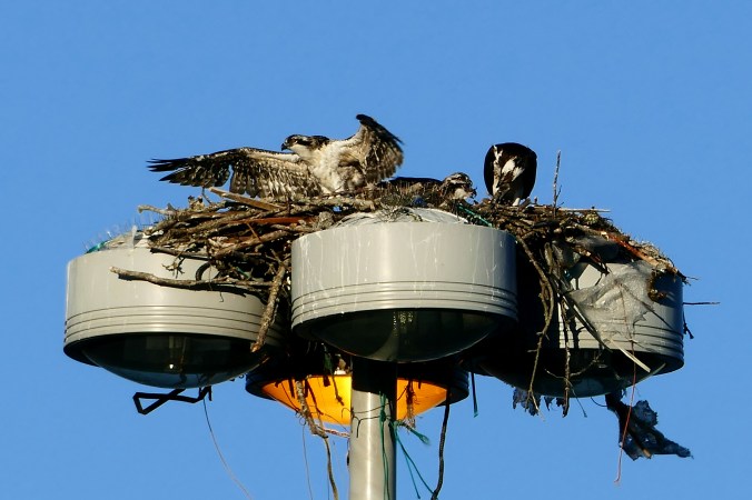 seattle fishermen's terminal osprey nest