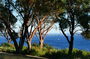magnolia bluff in seattle