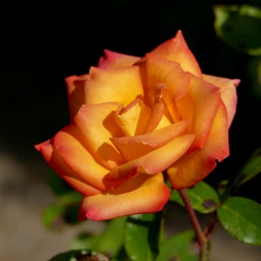 seattle woodland park rose garden