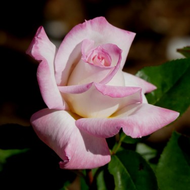 seattle woodland park rose garden