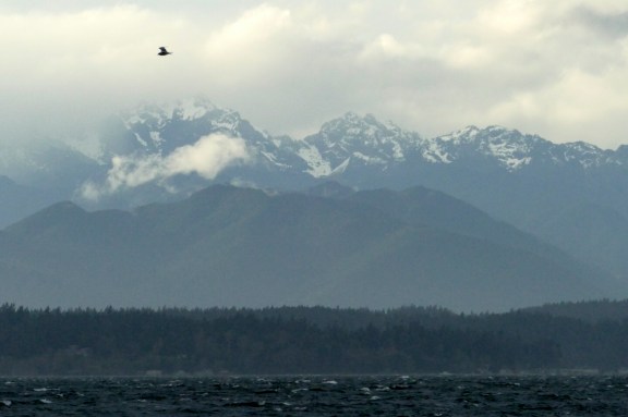 goldengardens11-12-2016-024