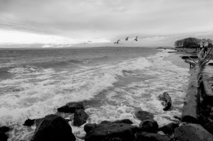 seattle golden gardens