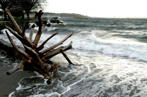 goldengardens11-12-2016-275