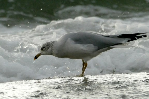 goldengardens11-12-2016-480