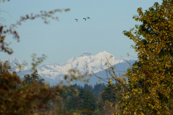 magnuson11-21-15-042