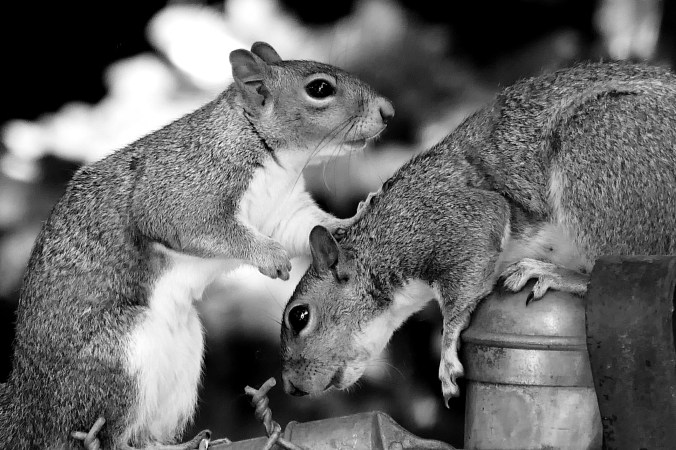 squirrels-005