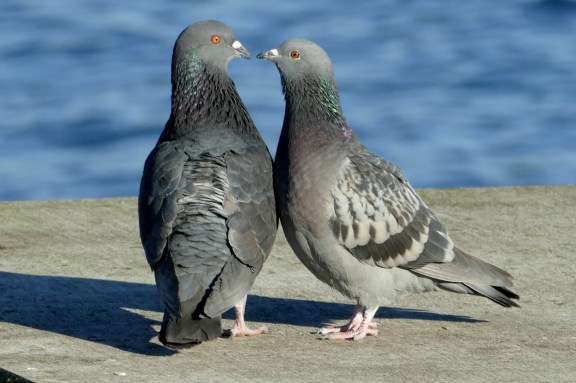 eds2-olympicbeach1-12-17-294