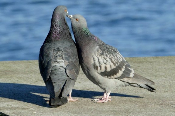 eds2-olympicbeach1-12-17-295