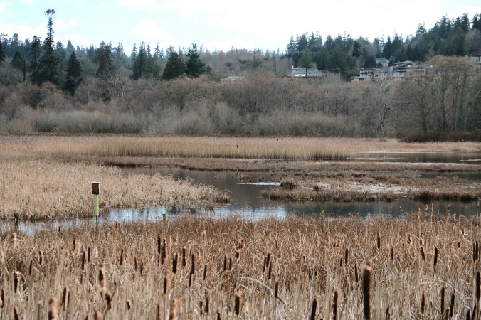 edmonds marsh