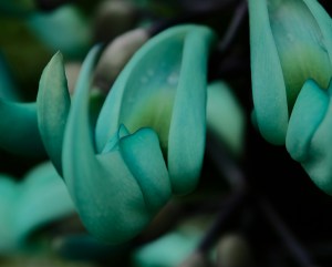 volunteer park conservatory